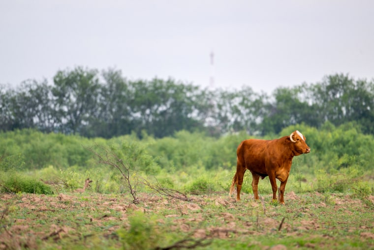 U.S. Cattle Herd Drops To 75-Year Low Amid Challenges For Ranchers